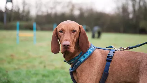 A red coloured Vizsla dog stands in a field wearing a Blue Cross collar, harness and lead